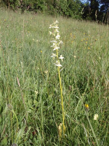 Butterfly orchid in Intake